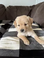 Max, a male Golden Retriever for sale in Madison, WI – Photo 3 of 10