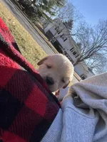 Max, a male Golden Retriever for sale in Madison, WI – Photo 2 of 3