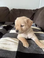 Max, a male Golden Retriever for sale in Madison, WI – Photo 2 of 10