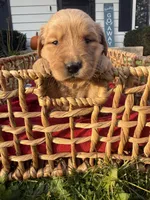 Toffee, a female Golden Retriever for sale in Madison, WI – 5 of 6