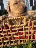 Toffee, a female Golden Retriever for sale in Madison, WI – 4 of 6