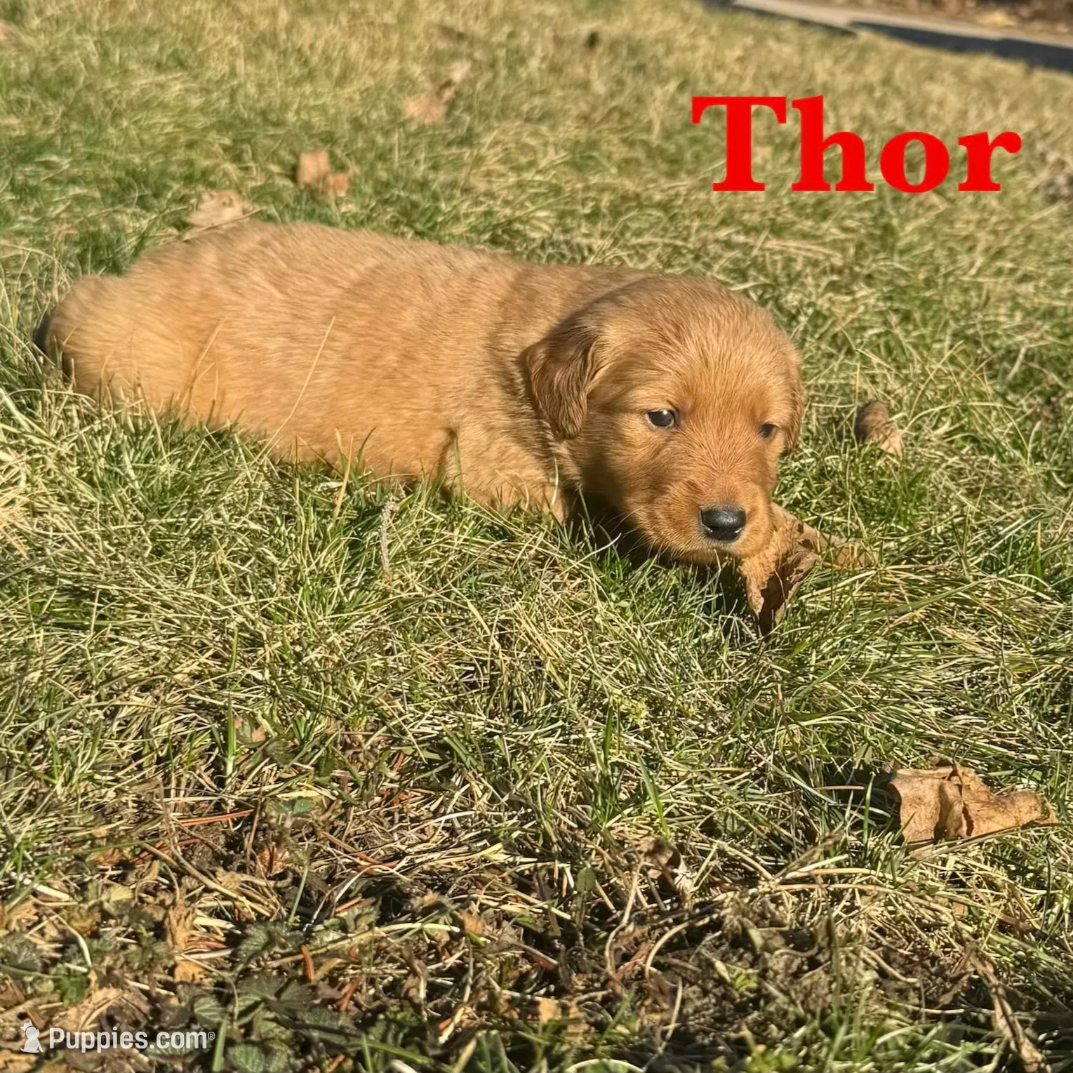 Thor – Golden Retriever puppy for sale in Madison, WI