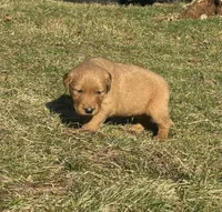 Thor, a male Golden Retriever for sale in Madison, WI – Photo 3 of 4