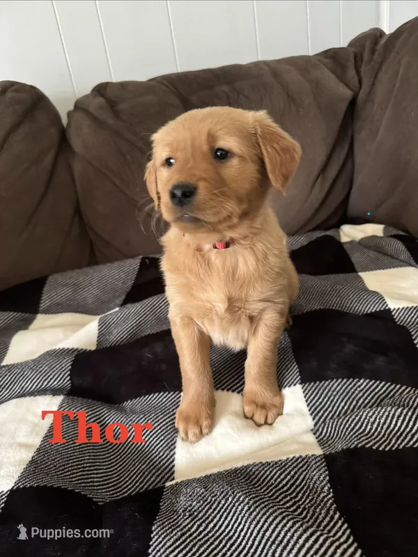 Thor – Golden Retriever puppy for sale in Madison, WI