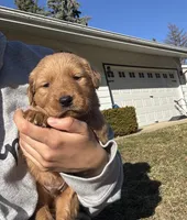 Thor, a male Golden Retriever for sale in Madison, WI – Photo 2 of 4