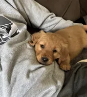 Storm, a male Golden Retriever for sale in Madison, WI – Photo 5 of 10