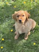 Storm, a male Golden Retriever for sale in Madison, WI – Photo 3 of 10