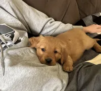 Storm, a male Golden Retriever for sale in Madison, WI – Photo 4 of 10
