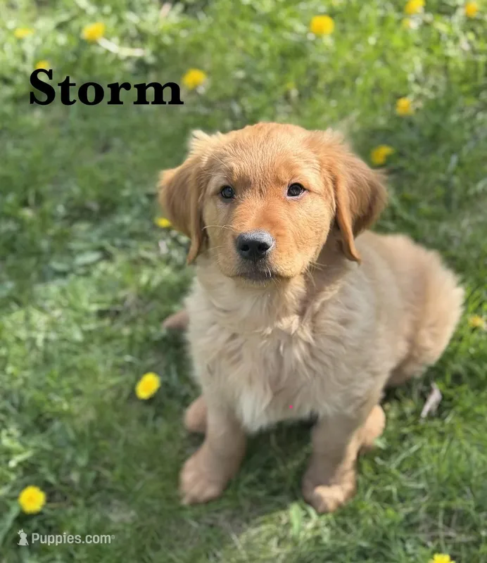 Storm – Golden Retriever puppy for sale in Madison, WI