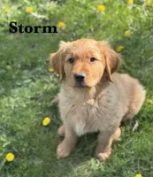 Storm, a male Golden Retriever for sale in Madison, WI – Photo 1 of 10