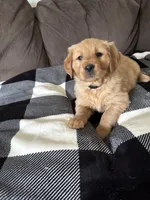 Storm, a male Golden Retriever for sale in Madison, WI – Photo 8 of 10