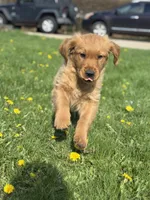 Storm, a male Golden Retriever for sale in Madison, WI – Photo 5 of 10
