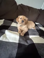 Storm, a male Golden Retriever for sale in Madison, WI – Photo 3 of 10