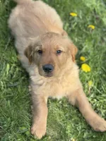 Storm, a male Golden Retriever for sale in Madison, WI – Photo 4 of 10