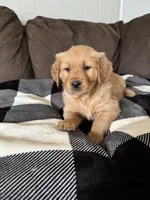 Storm, a male Golden Retriever for sale in Madison, WI – Photo 7 of 10