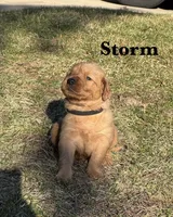 Storm, a male Golden Retriever for sale in Madison, WI – Photo 10 of 10