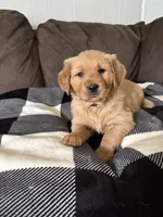 Storm, a male Golden Retriever for sale in Madison, WI – Photo 6 of 10