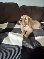 Storm, a male Golden Retriever for sale in Madison, WI – Photo 2 of 10