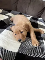 Storm, a male Golden Retriever for sale in Madison, WI – Photo 9 of 10