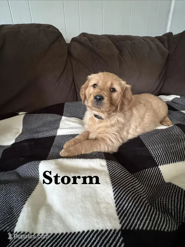 Storm – Golden Retriever puppy for sale in Madison, WI