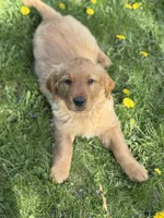 Storm, a male Golden Retriever for sale in Madison, WI – Photo 2 of 10