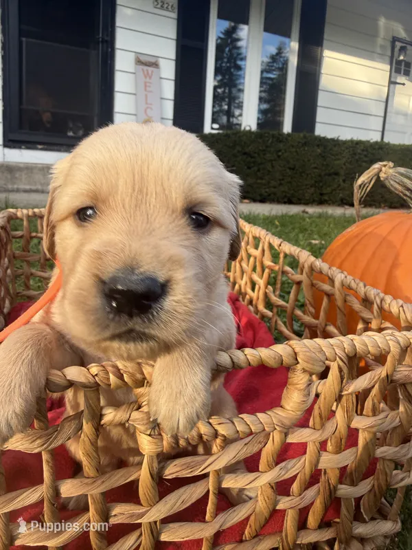 Logan – Golden Retriever puppy for sale in Madison, WI