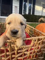 Logan, a male Golden Retriever for sale in Madison, WI – 1 of 6