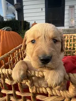 Peanut, a female Golden Retriever for sale in Madison, WI – 5 of 8