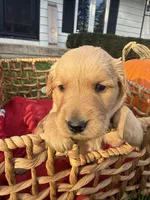 Peanut, a female Golden Retriever for sale in Madison, WI – 2 of 8