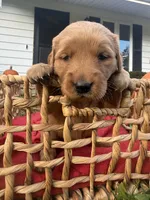 Maple, a female Golden Retriever for sale in Madison, WI – 3 of 4