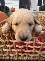 Scout, a male Golden Retriever for sale in Madison, WI – 4 of 6