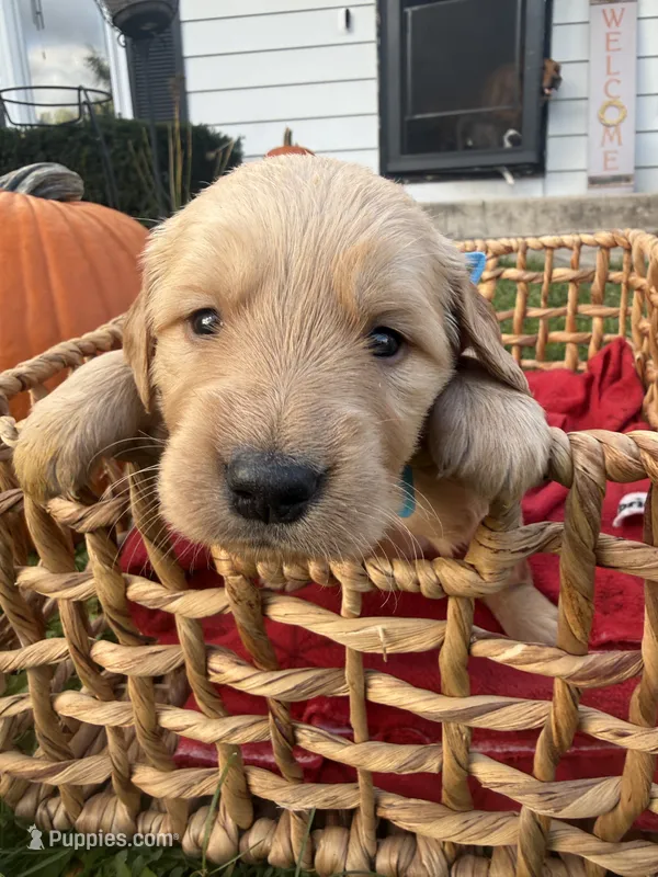 Scout – Golden Retriever puppy for sale in Madison, WI