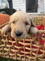 Scout, a male Golden Retriever for sale in Madison, WI – 1 of 6