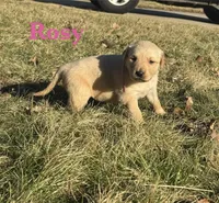 Rosy, a male Golden Retriever for sale in Madison, WI – Photo 1 of 4