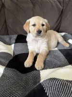 Rosy, a male Golden Retriever for sale in Madison, WI – Photo 5 of 10