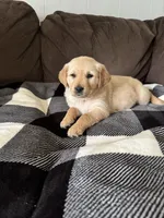 Rosy, a male Golden Retriever for sale in Madison, WI – Photo 4 of 10