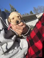 Rosy, a male Golden Retriever for sale in Madison, WI – Photo 2 of 4