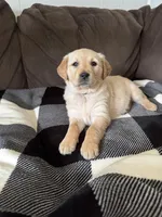 Rosy, a male Golden Retriever for sale in Madison, WI – Photo 7 of 10