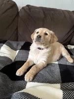 Rosy, a male Golden Retriever for sale in Madison, WI – Photo 3 of 10