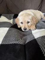 Rosy, a male Golden Retriever for sale in Madison, WI – Photo 2 of 10