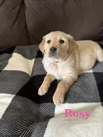 Rosy, a male Golden Retriever for sale in Madison, WI – Photo 1 of 10