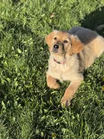 Rosy, a male Golden Retriever for sale in Madison, WI – Photo 2 of 10