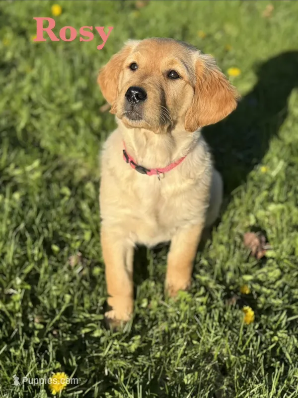 Rosy – Golden Retriever puppy for sale in Madison, WI