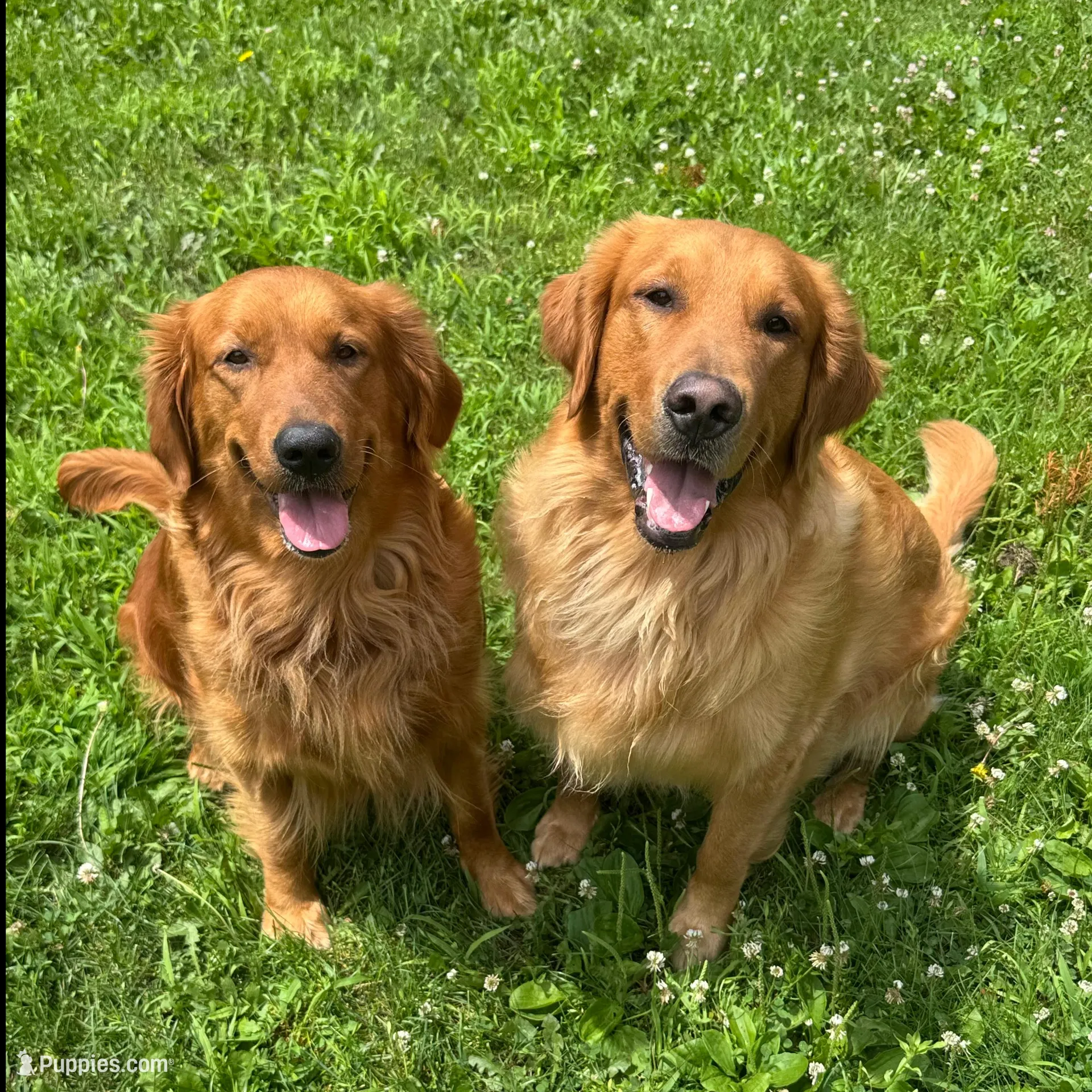 Rosy, a male Golden Retriever for sale in Madison, WI – Photo 4 of 4