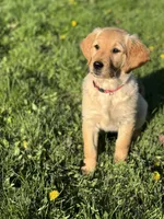 Rosy, a male Golden Retriever for sale in Madison, WI – Photo 4 of 10