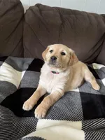 Rosy, a male Golden Retriever for sale in Madison, WI – Photo 8 of 10