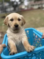 Rosy, a male Golden Retriever for sale in Madison, WI – Photo 9 of 10