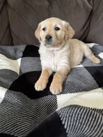 Rosy, a male Golden Retriever for sale in Madison, WI – Photo 6 of 10