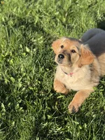 Rosy, a male Golden Retriever for sale in Madison, WI – Photo 3 of 10