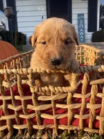 Penny, a female Golden Retriever for sale in Madison, WI – 4 of 5